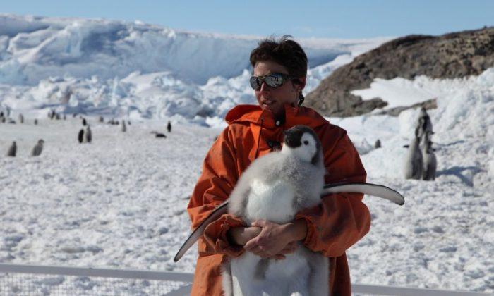 Shrinking Sea Ice Stresses Emperor Penguins