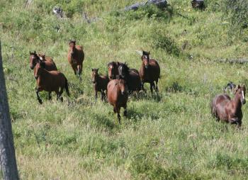 Legislate Protection for Alberta’s Free-Roaming Horses, Says Group