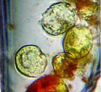 Ancient Organisms Found Alive in Salt Crystals
