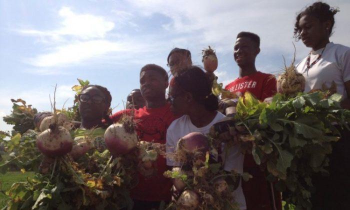 Urban Farm Combats Youth Unemployment
