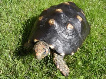 Asocial Tortoises Capable of Social Learning