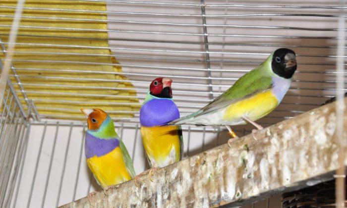 Head Color Linked With Personality in Social Bird Species