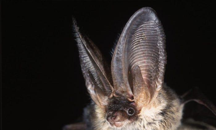 iBatsID: Europe’s First Bat Identification Tool