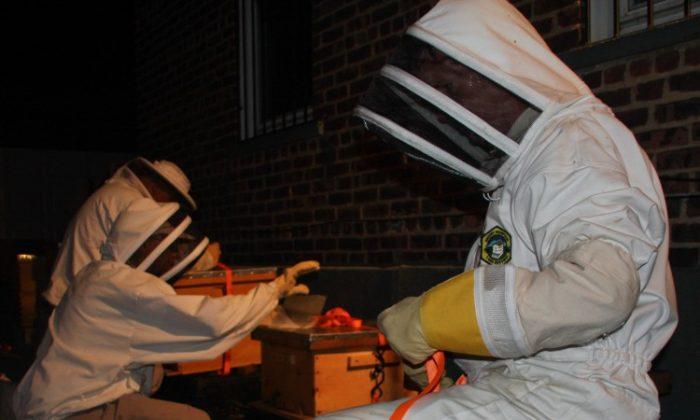 Three Million Bees Seized in Queens, NY