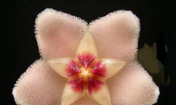 SCIENCE IN PICS: The Super Ornamental Wax Plant