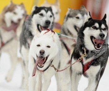 Sled Dog Slaying in Canada Triggers Worldwide Reaction