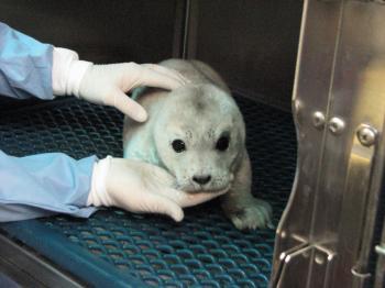 Newborn Harbor Seal Pups Vulnerable