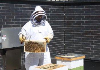 Big Buzz Around Urban Beekeeping