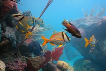 New York Aquarium Opens Conservation Exhibit