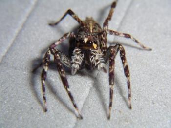 Papua New Guinean Jumping Spiders Open New Doors