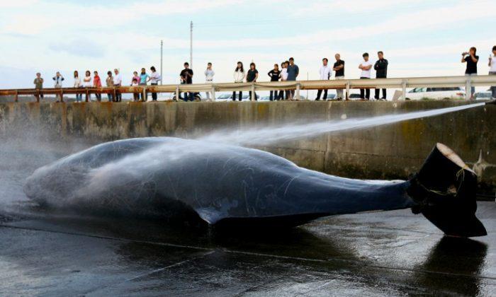 Japanese Whaling Unprofitable, Highly Subsidized