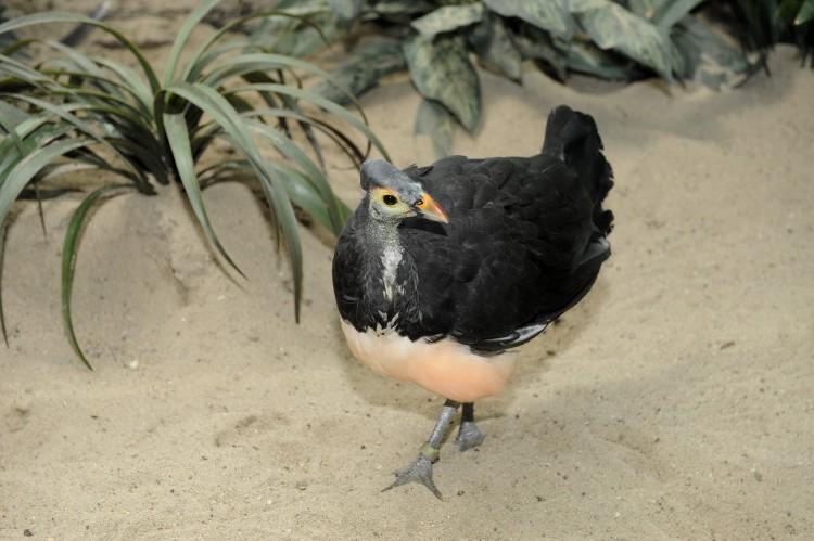 Rare Chicks Hatched at Bronx Zoo