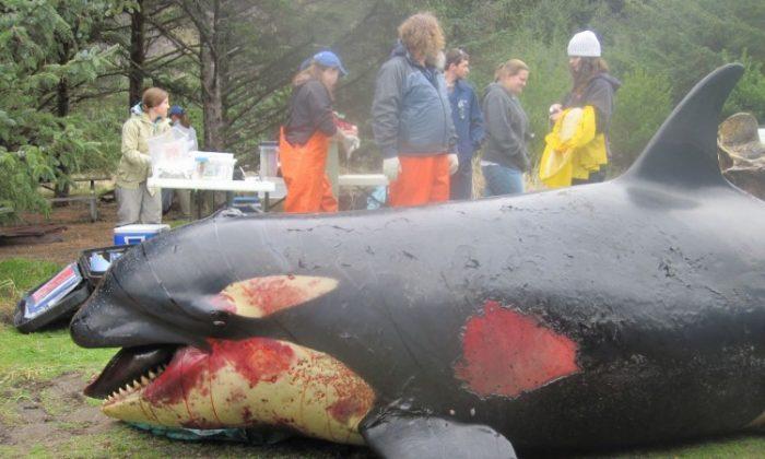 Orca Suspected of Being Killed by Military Exercises Draws Ire
