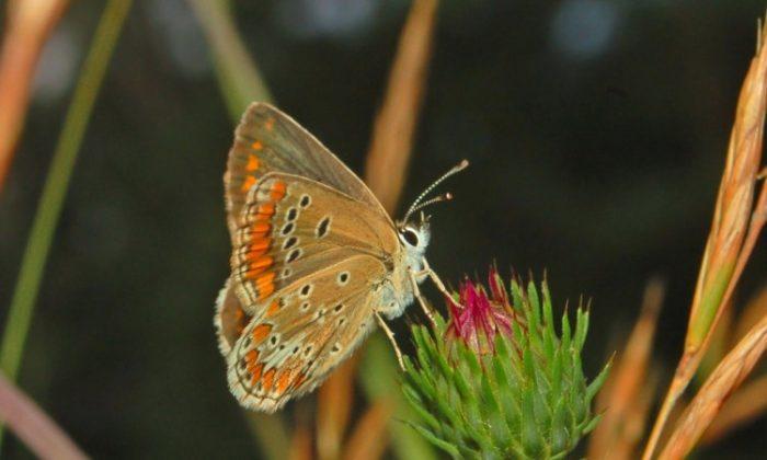 SCIENCE IN PICS: Global Warming Aids Once-Scarce Butterfly