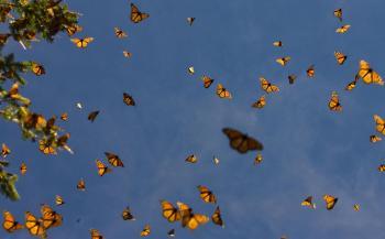 The Mighty Monarch Butterfly Sets Out on Long Migration