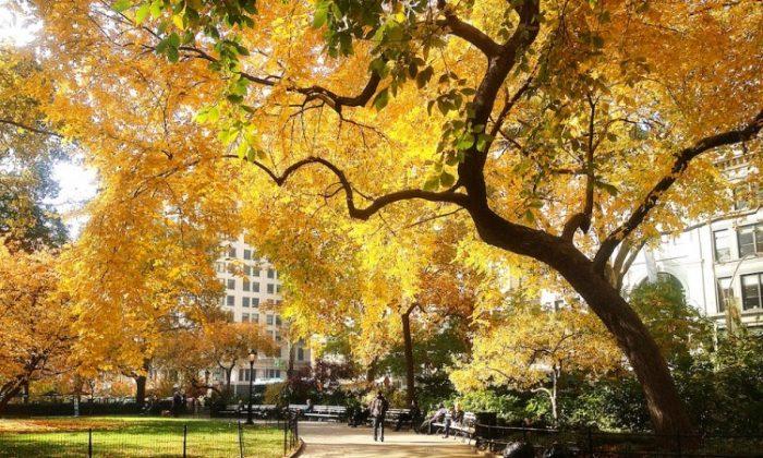 Mid-Autumn in Madison Square