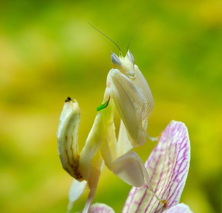 SCIENCE IN PICS: The Curious Camouflage of Orchid Mantis