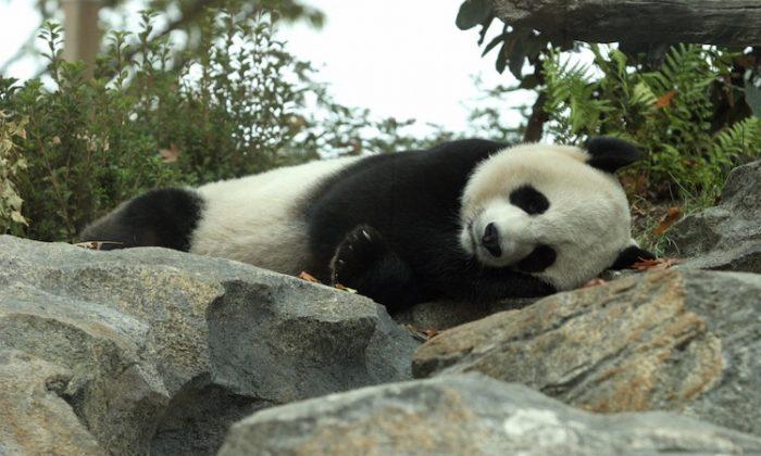 Panda Cub That Died Had Abnormal Liver