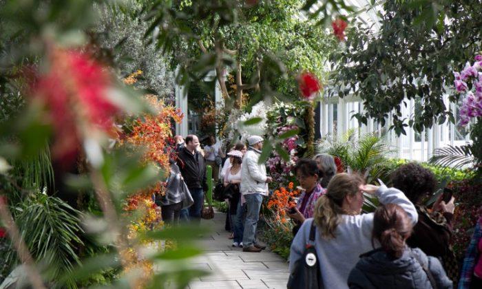 French Botanist-Artist Shapes Orchid Show