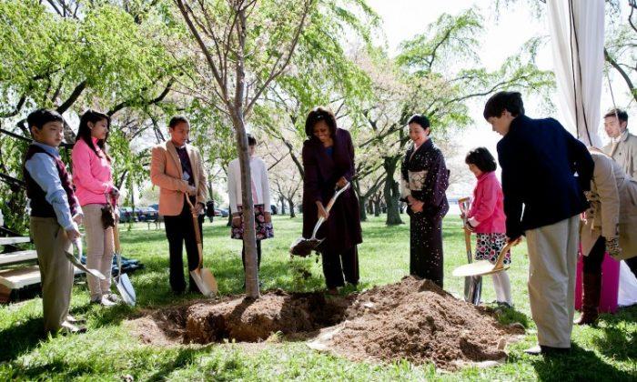First Lady Plants New Tree at Cherry Blossom Festival