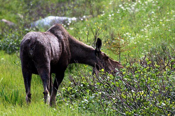 A file photo of a moose in summertime. (Jan Jekielek/The Epoch Times)