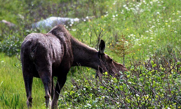 Iconic Moose Hit by Mysterious Virus in Sweden