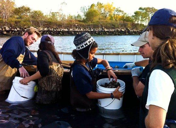 School Bringing Oysters Back to NY Harbor
