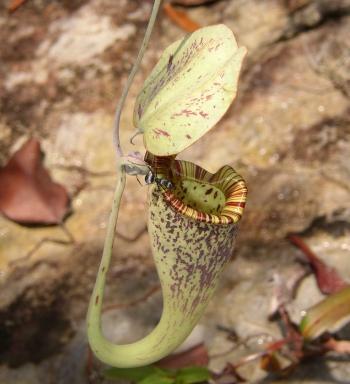 Bat Roosts in Pitcher Plant, Feeding It With Excrement