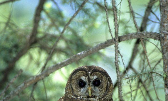 BC’s Spotted Owl All But Extinct
