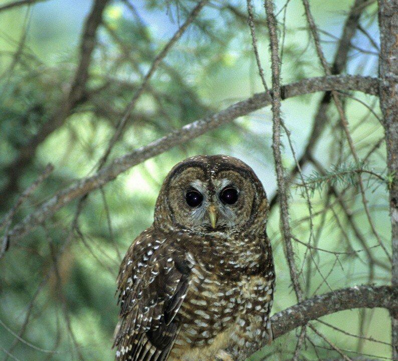BC’s Spotted Owl All But Extinct