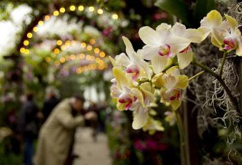 NY Botanical Garden Showcases Orchids