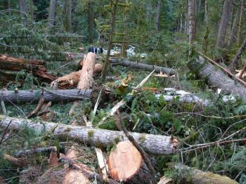 Island Community in Uproar Over Logging in Watershed