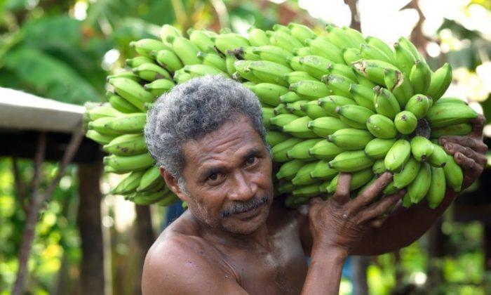Samoa’s Misiluki Bananas a Hit with Kiwi Consumers