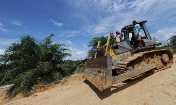 Palm Oil Plantations Clearing Borneo’s Carbon-Rich Forests
