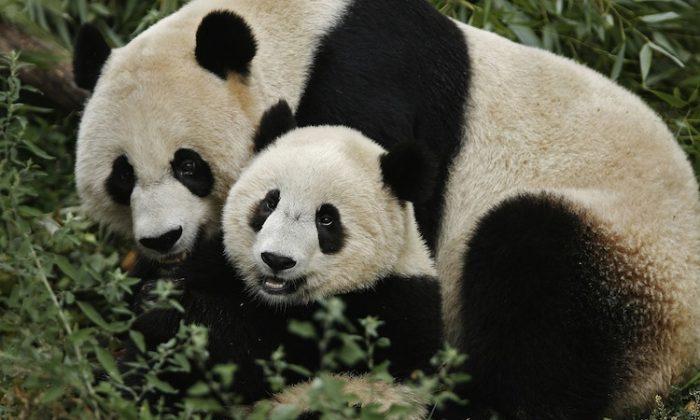 Giant Pandacea: Endangered Chinese Bears Immune to Superbugs
