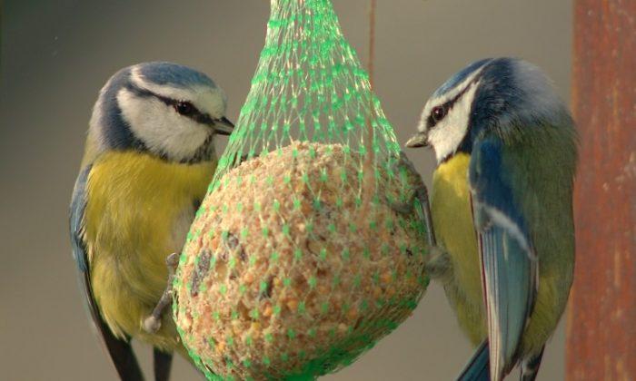 SCIENCE IN PICS: The Blue Tit’s Colorful Tale