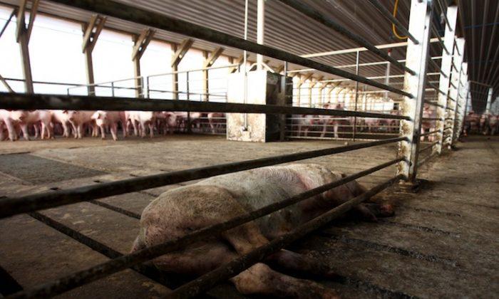 500,000 Pigs to Be Killed in Chilean Farm Dispute