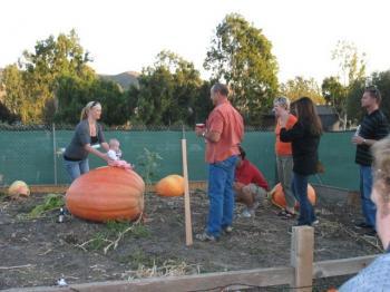 Pumpkinmania Weigh-off This Sunday