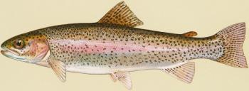 EPA Restricts Pesticides to Protect Salmon