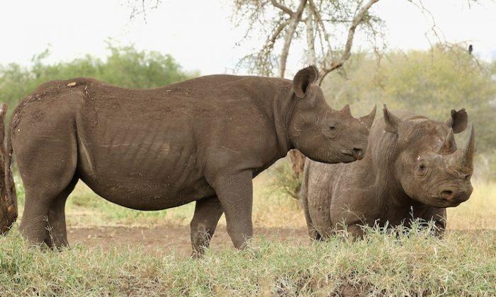 100 South African Rhinos Poached in 2 Months