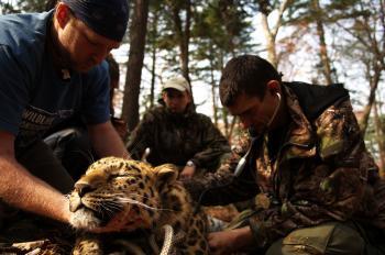 Critically Endangered Amur Leopard Gets Check-up