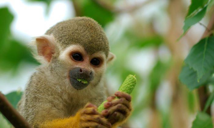 SCIENCE IN PICS: The Common Squirrel Monkey