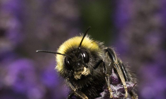 Velcro-Like Cells in Flowers Help Insects Grip