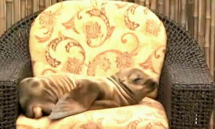 Sea Lion Pup in Hotel Lounges on Chair (+Photo)