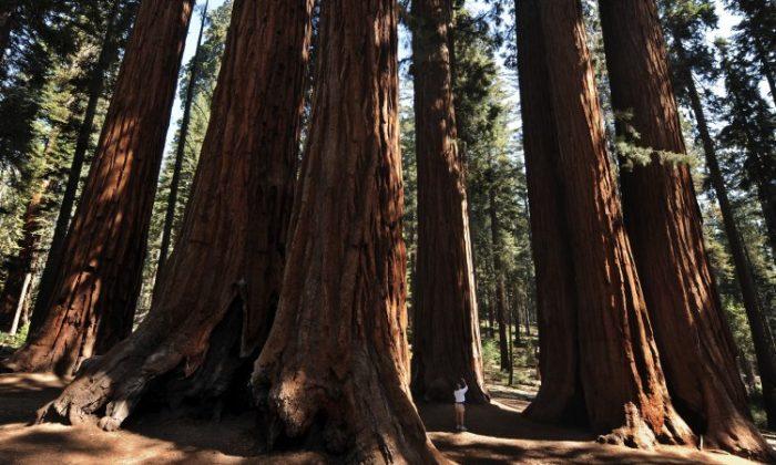 Sequoia National Park Turns 122