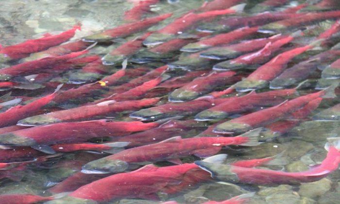 Alaskan Salmon Fishery Drops Eco-Certification, BC Groups Take Credit