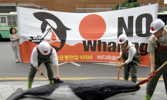 South Korea May Not Hunt Whales