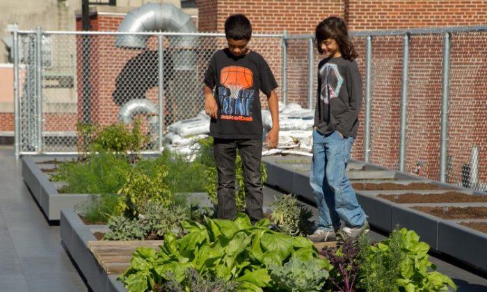 Gardens Add Life to a Growing Number of School Curriculums