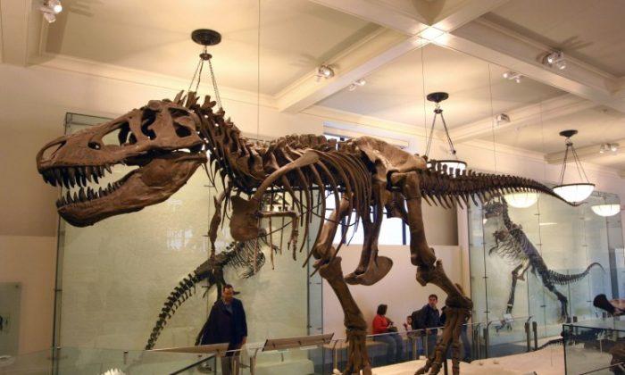 Study: Dinosaurs Were Declining Long Before Asteroid Hit