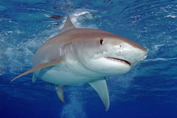A stock photo of a tiger shark. (Jim Abernathy)